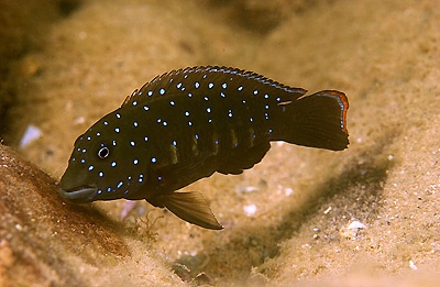 Eretmodus cyanostictus 'Kasakalawe'